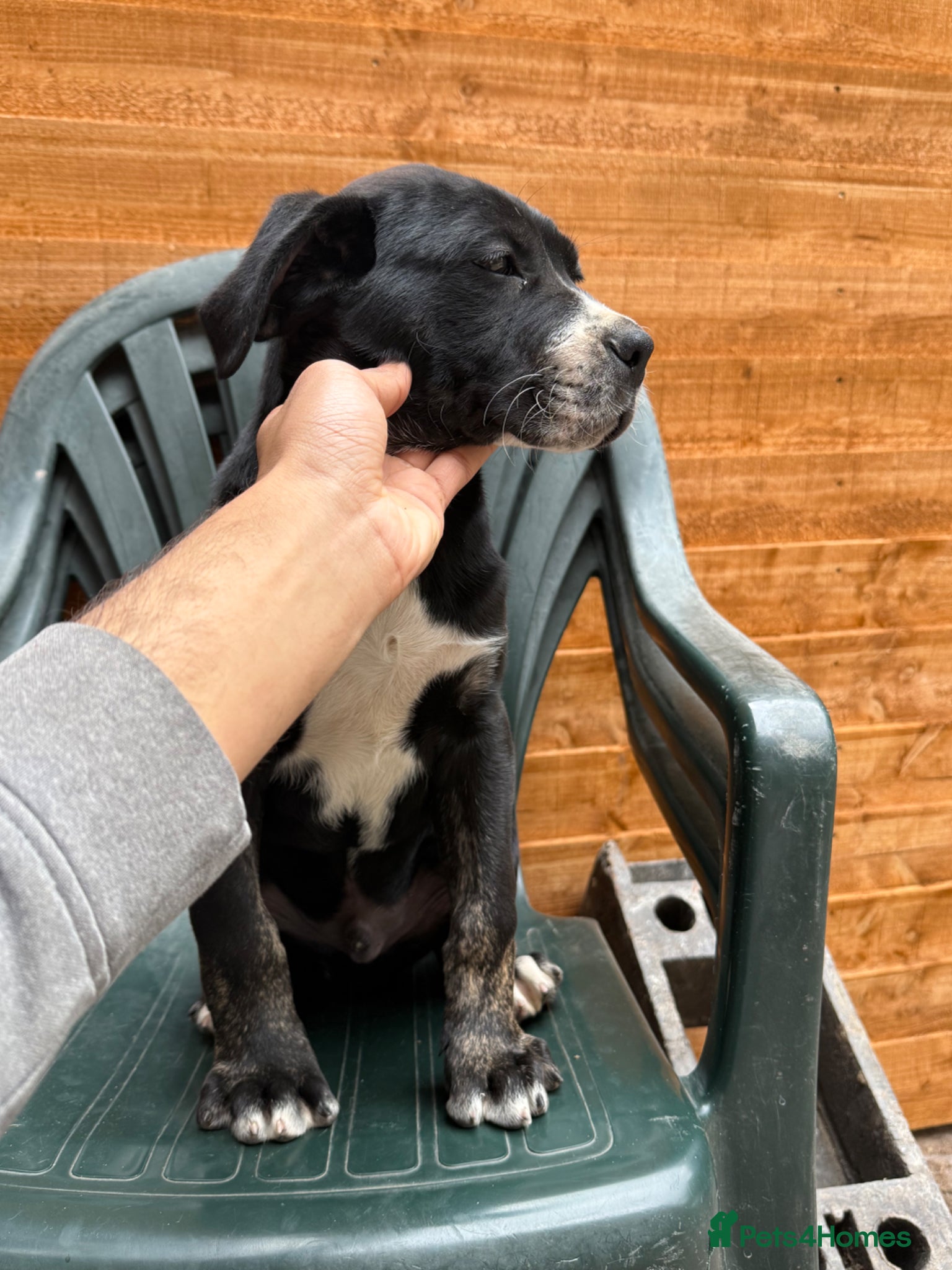 Presa Canario dogs Reduced!!!!🏆Champion Blood presa Canario pups!! - Advert 10