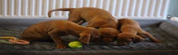 Hungarian Vizsla dogs for sale: Hungarian Vizsla Puppies – Rich Geltwood Heritage - Advert 3