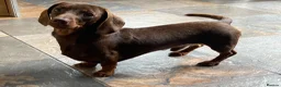 Miniature Dachshund dogs for stud: Mini Smooth Choc/Tan Male Dachshund (stud only) - Advert 4
