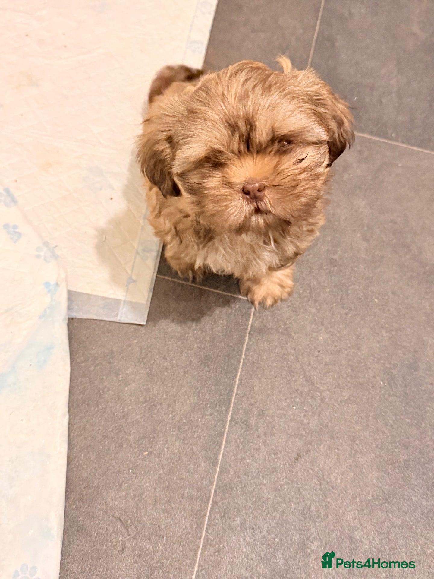 Shih Tzu dogs Stunning pedigree Imperial Shih Tzu Puppies - Advert 5