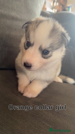 Siberian Husky dogs - Advert 1