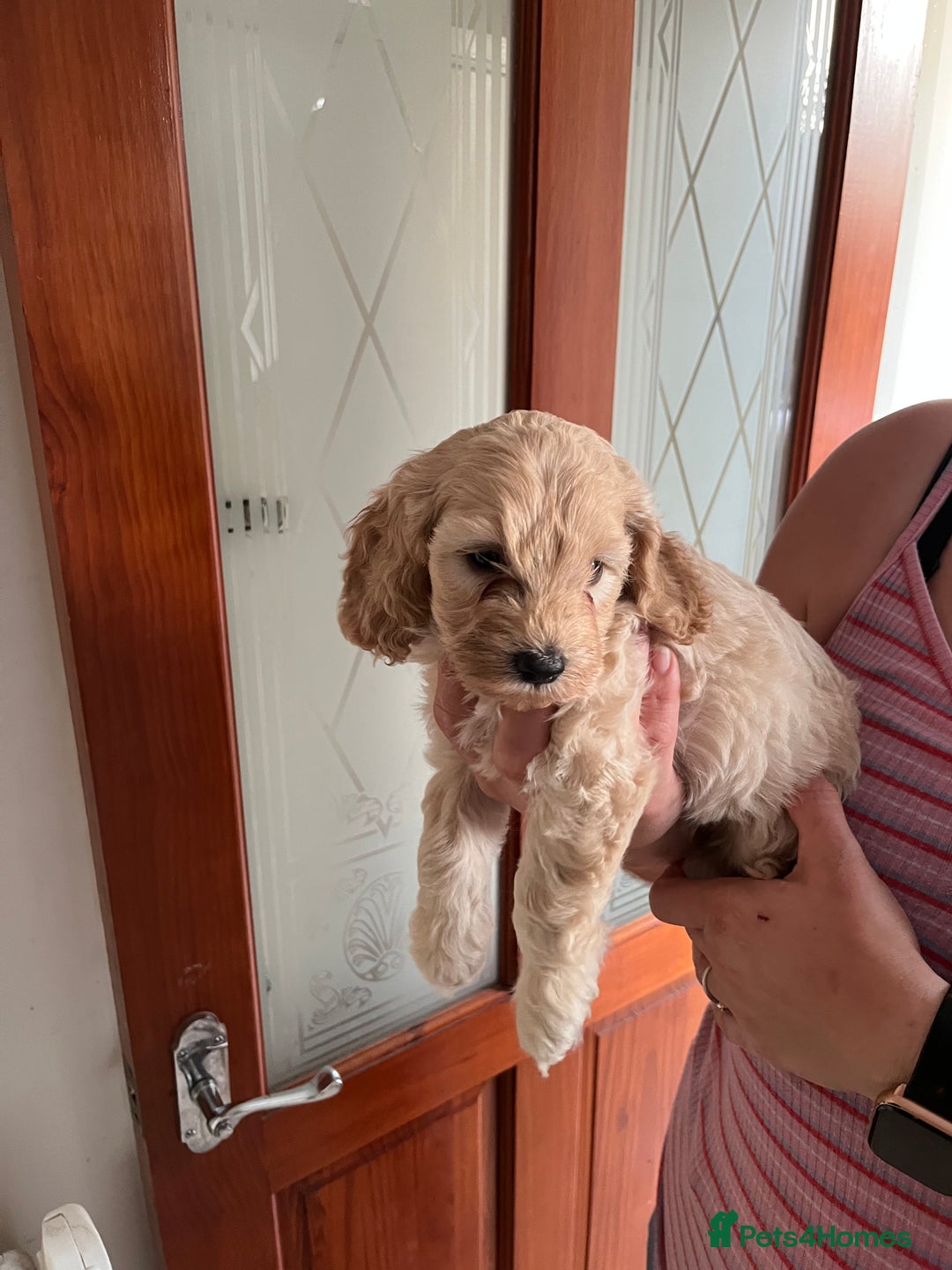 Cockapoo dogs for sale: Gorgeous Cockapoo Pups - Image 4