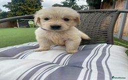 Golden Retriever dogs for sale: KC REGISTERED ®️ GOLDEN RETRIEVER PUPPIES 🐶 ❤️ - Image 11