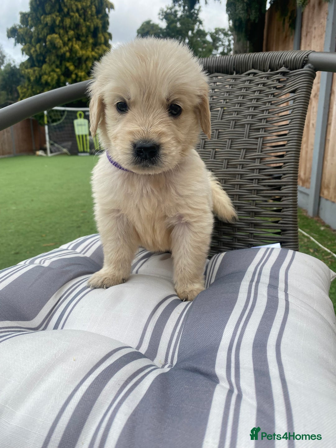 Golden Retriever dogs for sale: KC REGISTERED ®️ GOLDEN RETRIEVER PUPPIES 🐶 ❤️ - Image 11