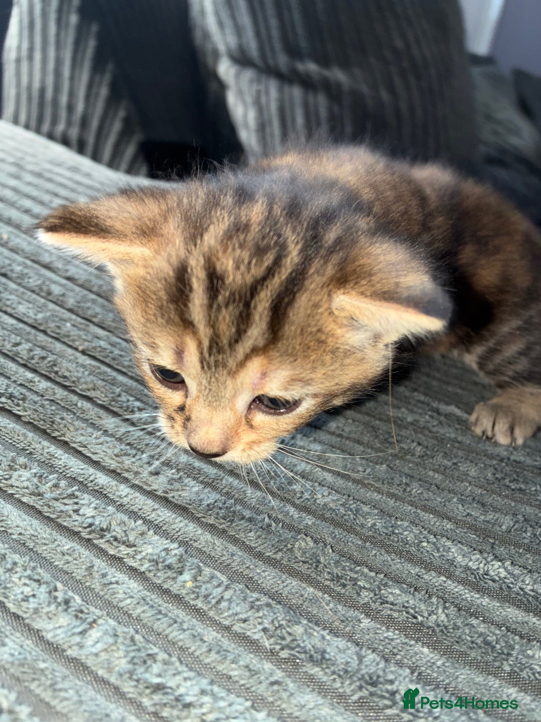 American Bobtail cats for sale: American bobtail / tortoise shell - Image 13