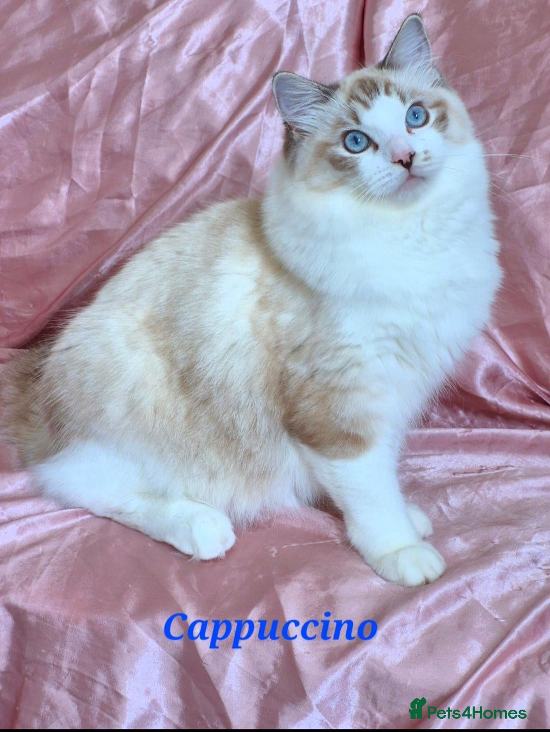 Ragdoll cats Tica registered exceptional  Ragdolls  - Advert 2