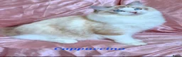 Ragdoll cats for sale: Tica registered exceptional  Ragdolls  - Advert 2