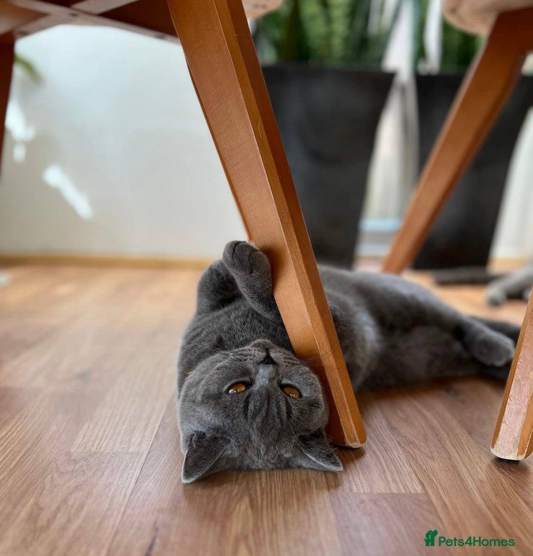 British Shorthair cats for sale: Lovely GCCF Active Queen – Ready for Her New Home - Advert 3