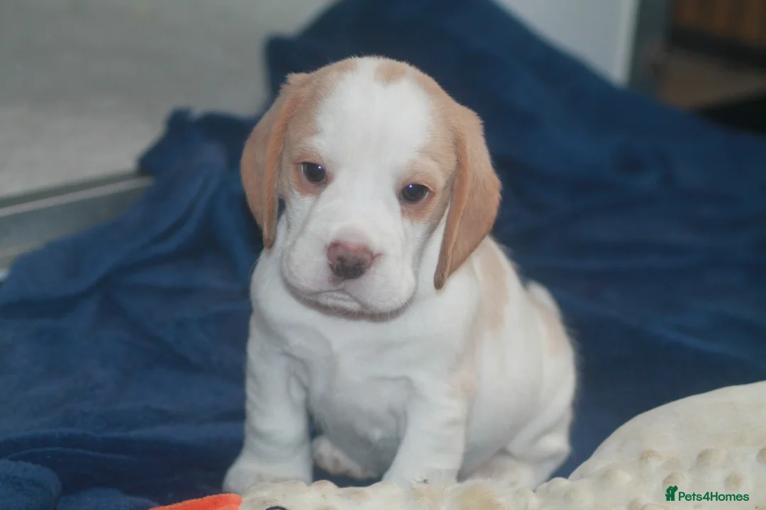 Beagle dogs for sale: KENNEL CLUB REGISTRED BEAGLE PUPPIES - Advert 11