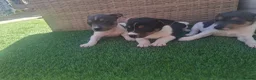 Jack Russell dogs for sale: Blue tri jack russell puppies - Advert 5