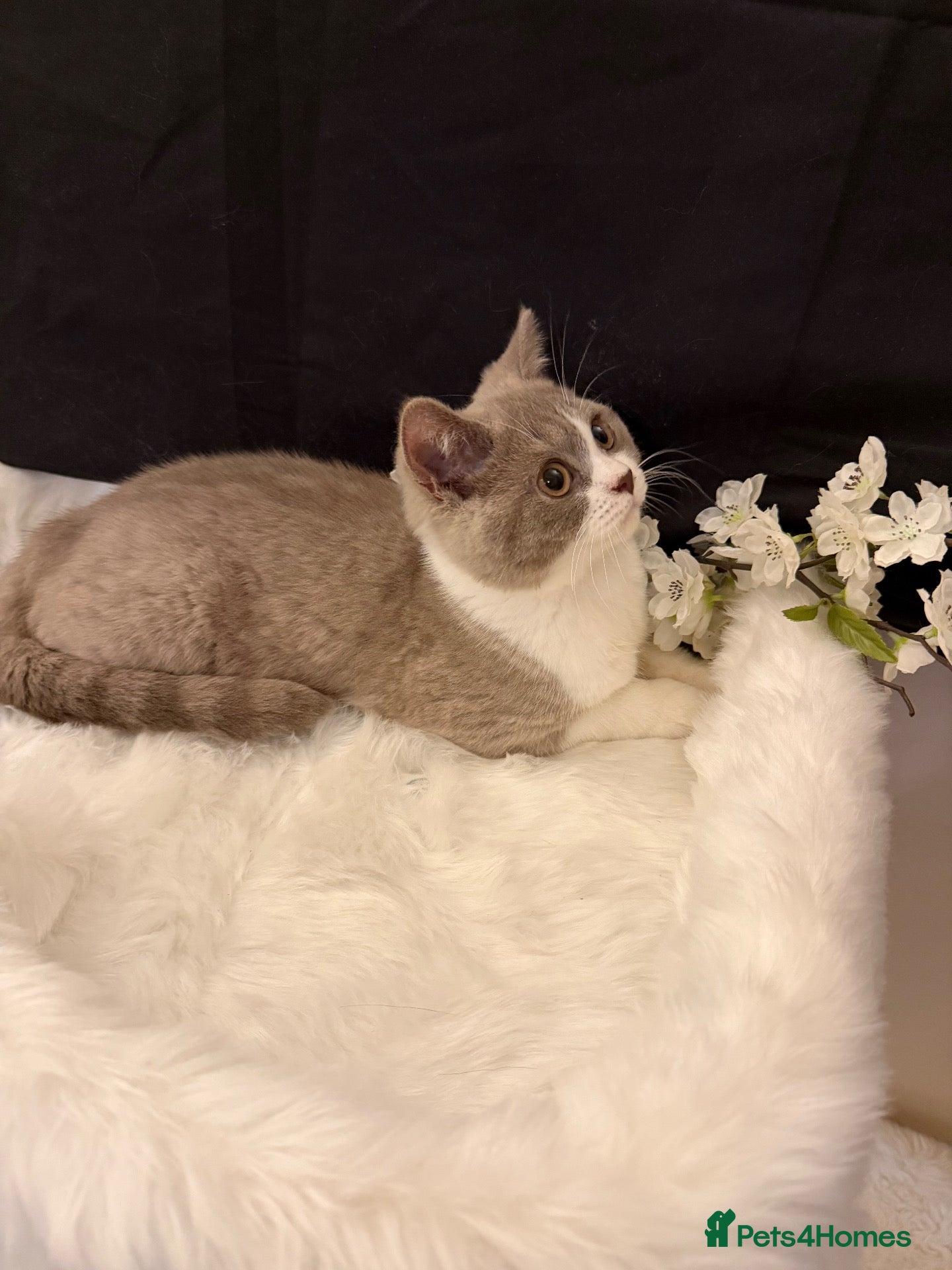 British Shorthair cats for sale: READY NOW - REGISTERED FULL PEDIGREE BSH - Advert 2