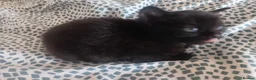 Mixed Breed cats for sale: Kittens for sale in Coventry - Advert 5