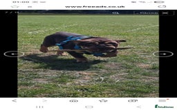 English Bulldog dogs for sale: English bulldog Male  - Image 5