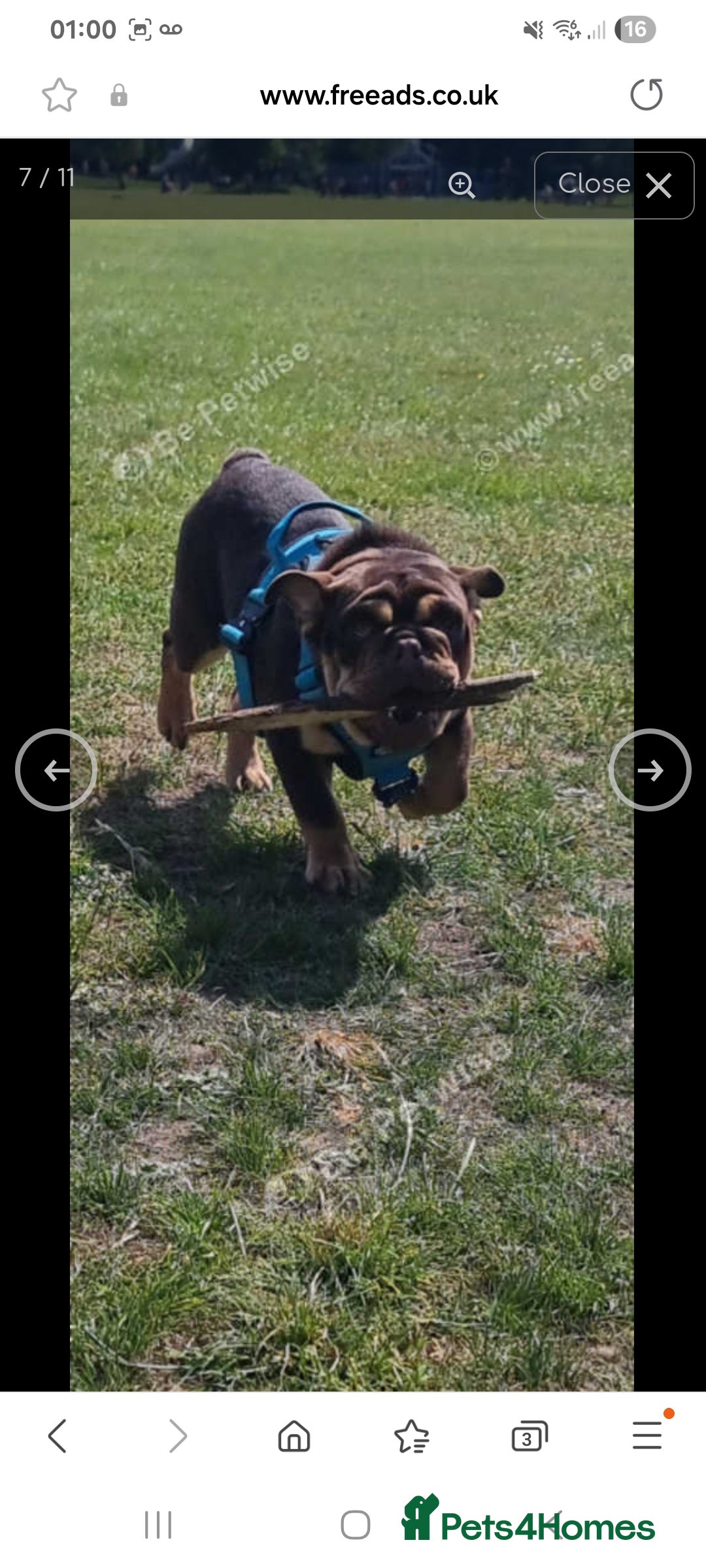 English Bulldog dogs for sale: English bulldog Male  - Image 5