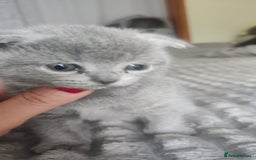 British Shorthair cats for sale: British Shorthair x Scottish Fold - Image 9
