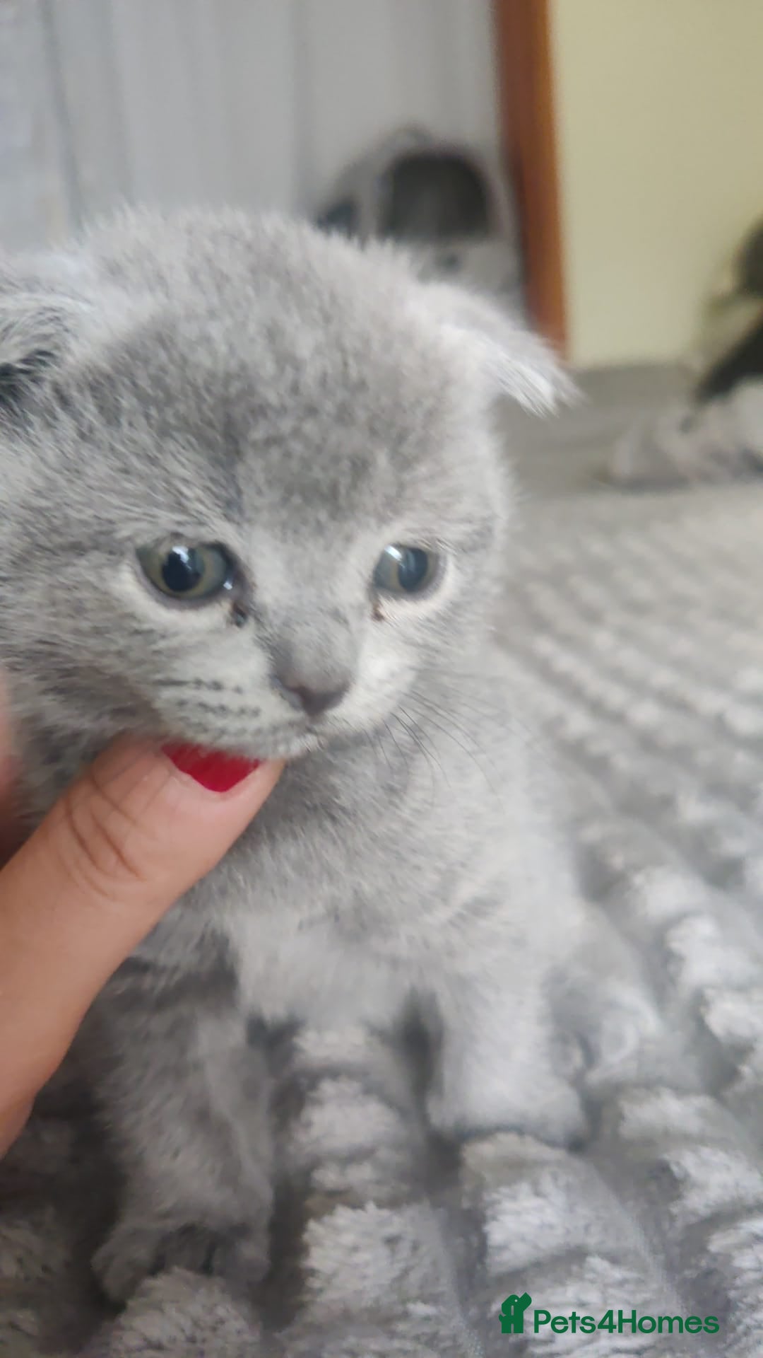 British Shorthair cats for sale: British Shorthair x Scottish Fold - Image 9