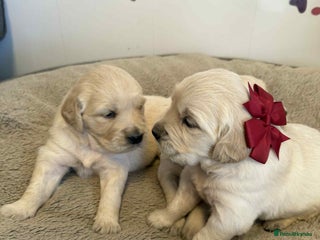 Golden Retriever dogs Gorgeous health tested Golden Retriever puppies. - Advert 6