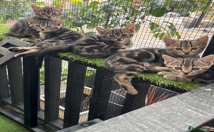 Bengal cats - Advert 18