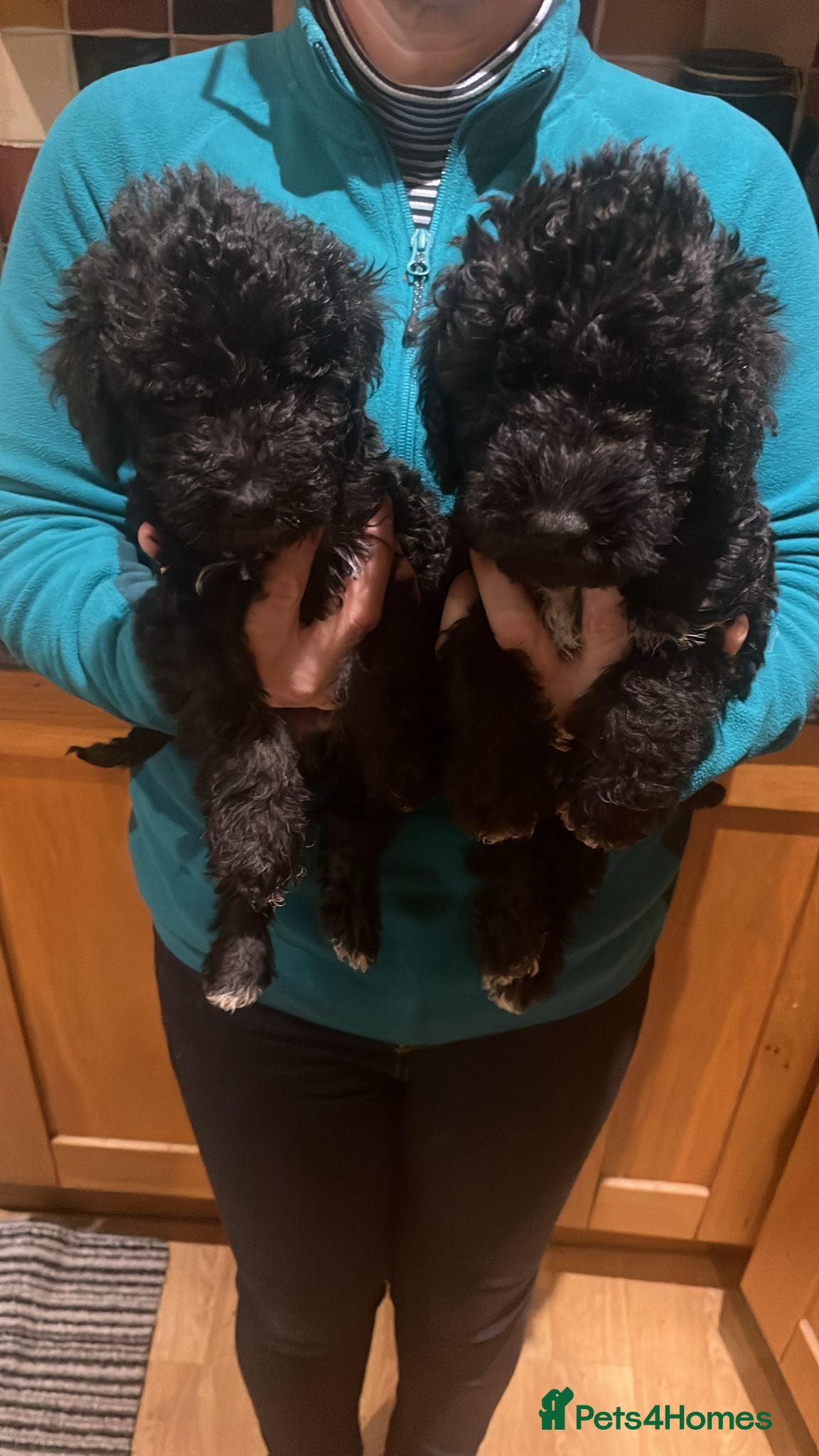 Bedlington Terrier dogs Quality Bedlington Terrier Puppies  - Advert 1