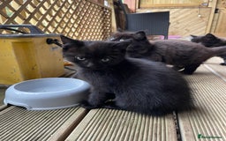 Mixed Breed cats for sale: 4 beautiful mixed breed kittene - Image 8