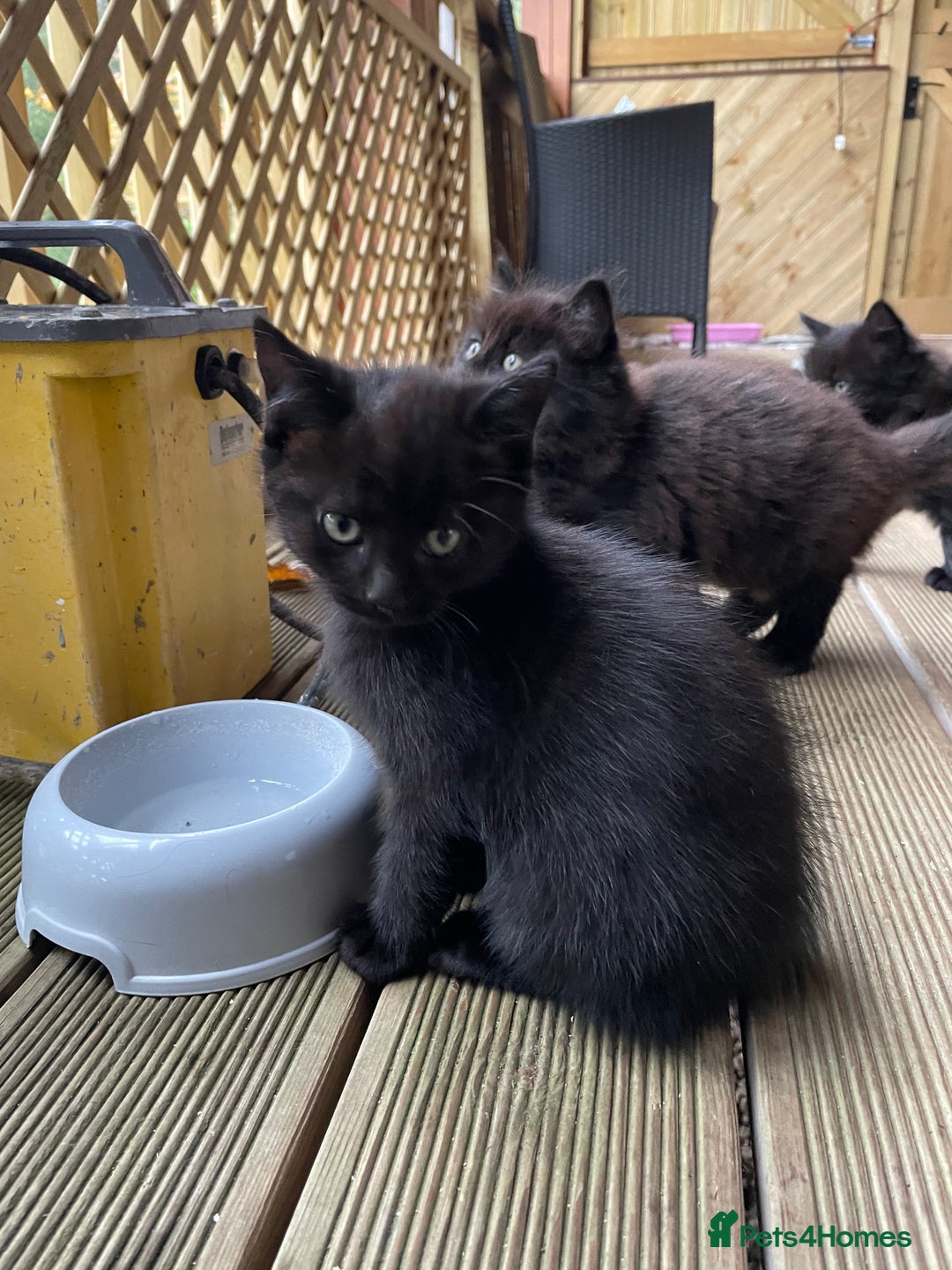 Mixed Breed cats for sale: 4 beautiful mixed breed kittene - Image 8