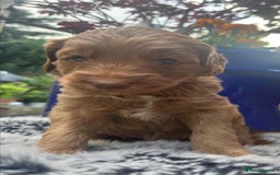 Australian Labradoodle dogs for sale: Australian Labradoodle - Image 22