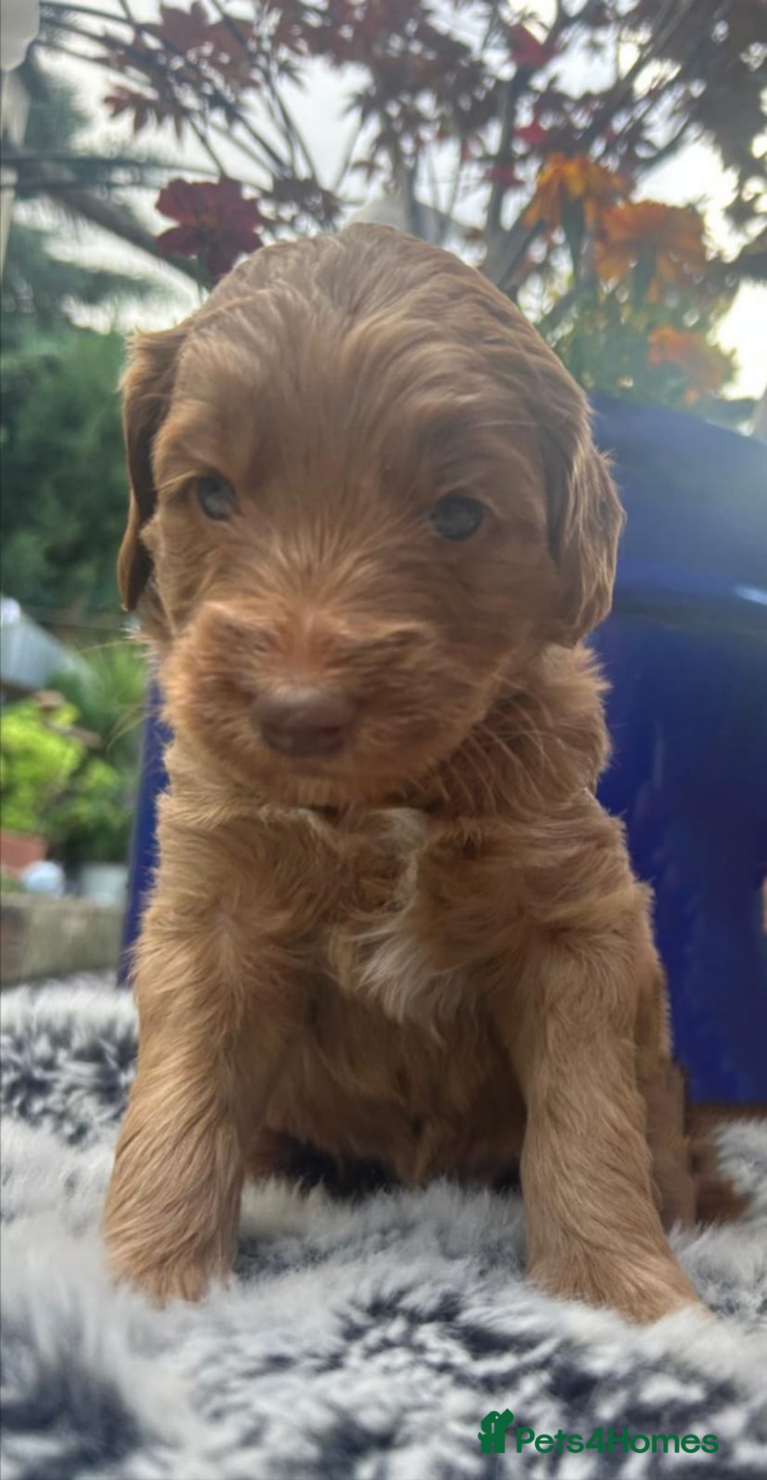 Australian Labradoodle dogs for sale: Australian Labradoodle - Image 22