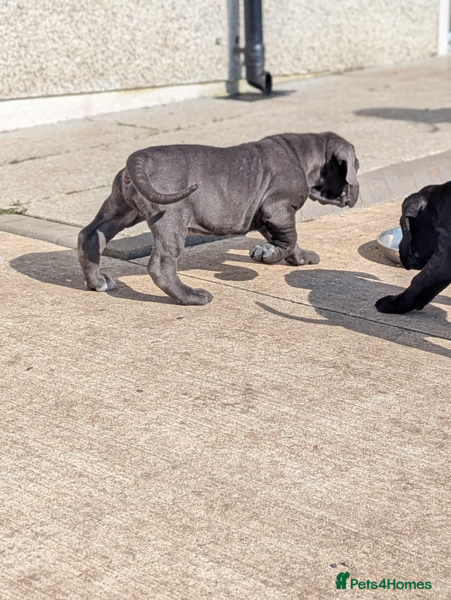 Cane Corso dogs Cane Corso liter - Advert 2