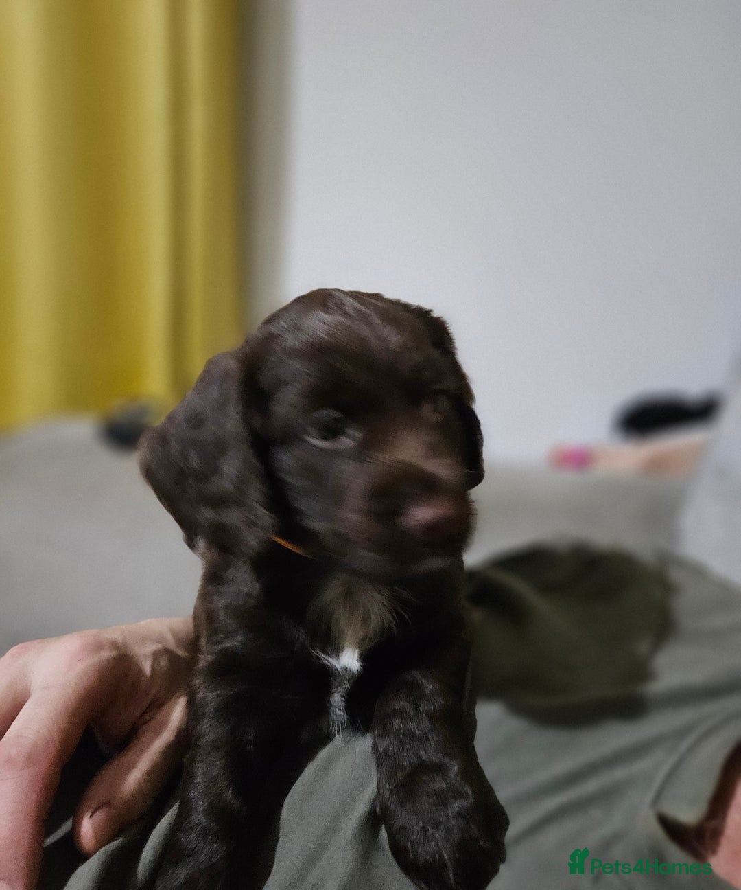 Cocker Spaniel dogs for sale: 5 stunning Cocker Spaniel puppies for sale.  - Advert 26