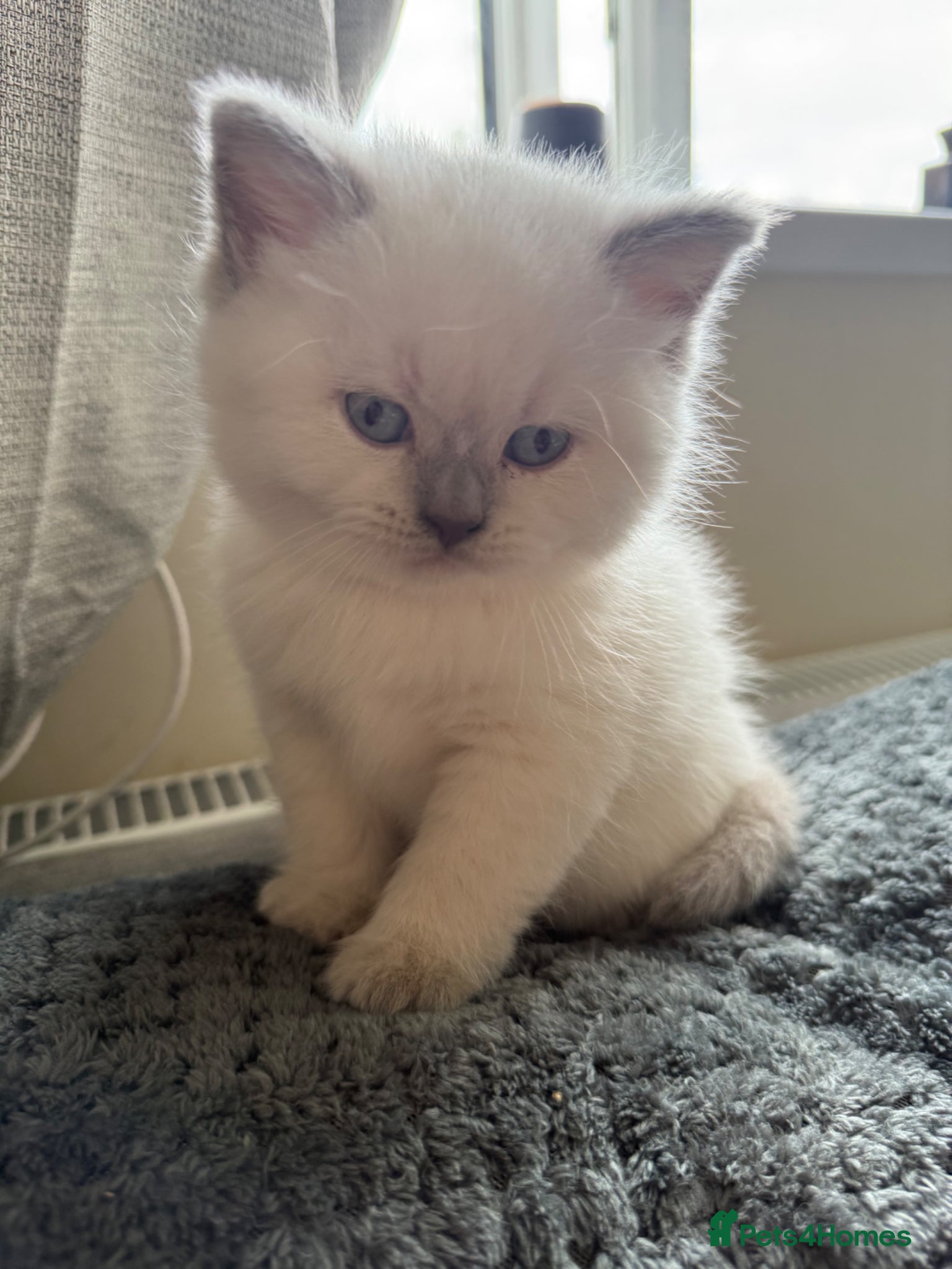 British Shorthair cats Gorgeous kittens  - Advert 13