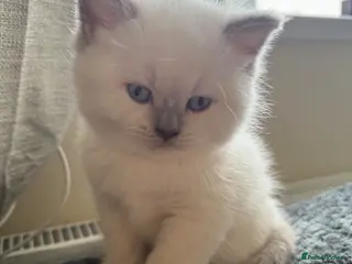 British Shorthair cats Gorgeous kittens - Advert 13