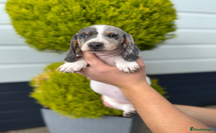 Miniature Dachshund dogs - Advert 2