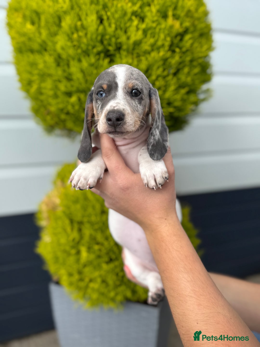Miniature Dachshund dogs for sale: Miniature Dachshund Puppies (Licensed Breeder) - Image 1