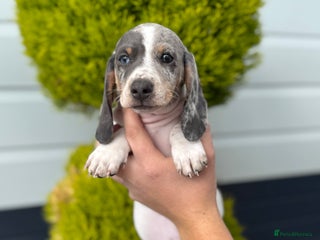 Miniature Dachshund dogs - Advert 25