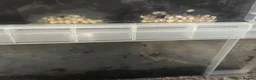 Snails invertebrates for sale: African land snail babies  in Corby - Advert 2