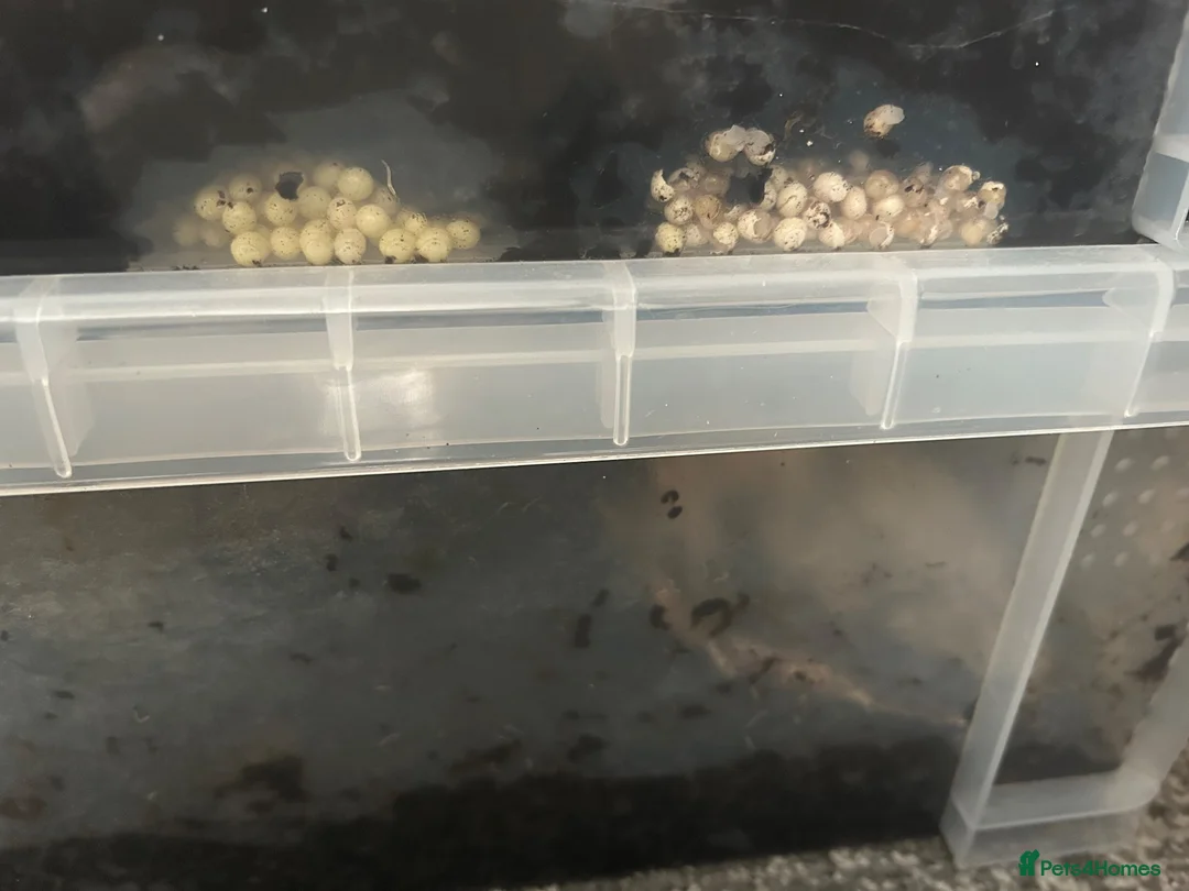Snails invertebrates for sale: African land snail babies  in Corby - Advert 2