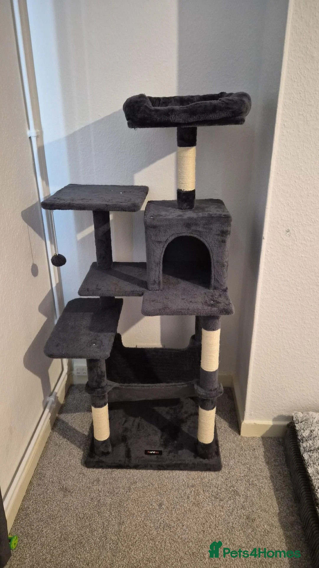 Mixed Breed cats for sale: Kitten 15 weeks old - Advert 3