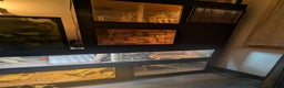 Bearded Dragon reptiles for sale: 6 bearded dragons with full set up - Advert 6