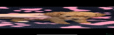 Cockapoo 3