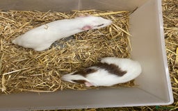 Guinea Pig rodents for sale: Baby Male Guinea Pigs - Image 2