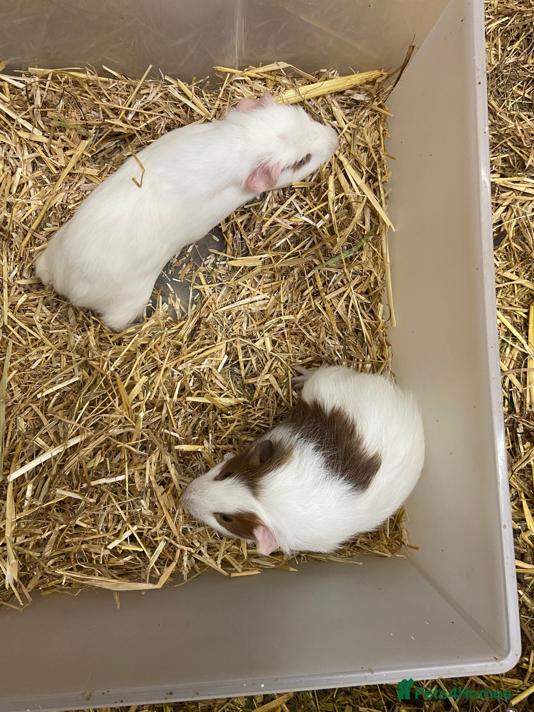 Guinea Pig rodents for sale: Baby Male Guinea Pigs - Image 2