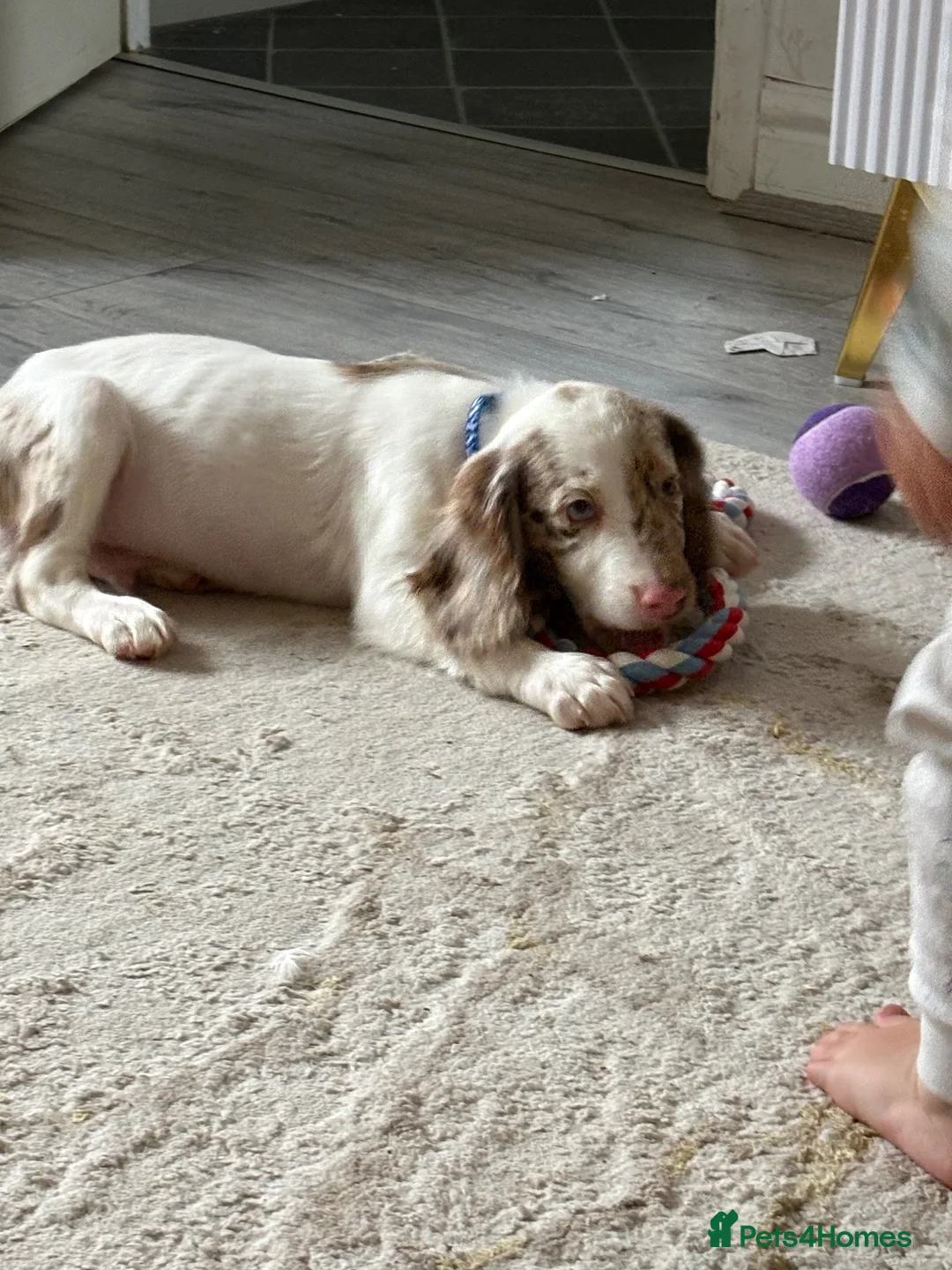 Cocker Spaniel dogs for sale: 1 male cocker spaniel in Burton-on-Trent - Advert 2