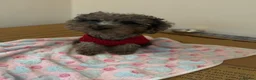 Miniature Poodle dogs for sale: Final price drop  - Advert 5