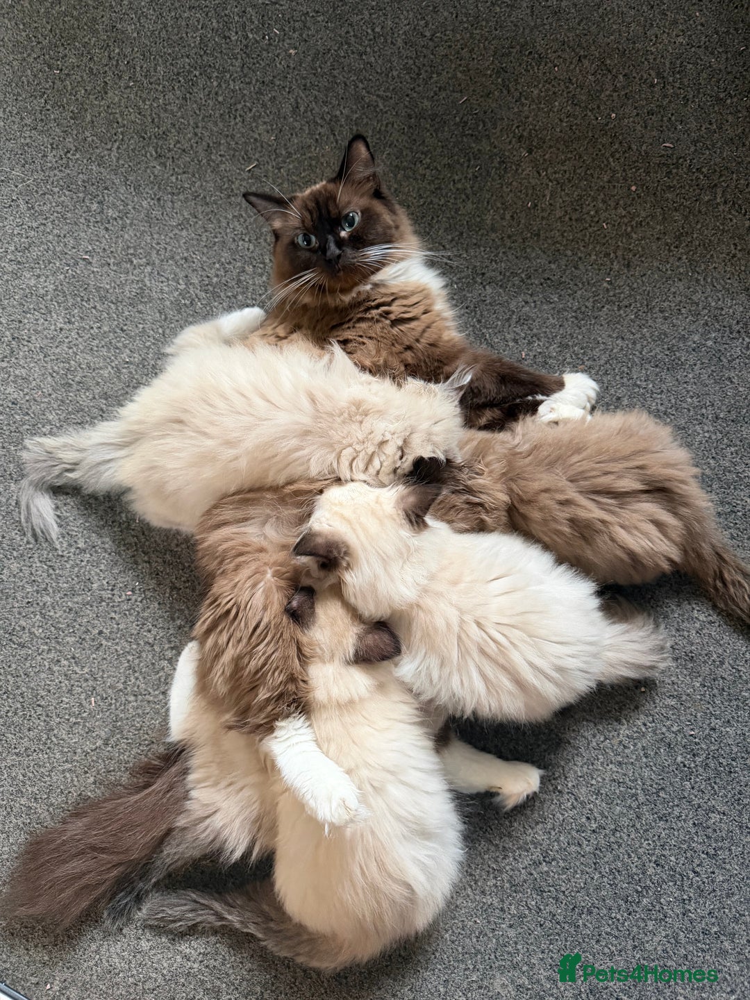 Ragdoll cats for sale: Tica Registered Ragdolls - Advert 8