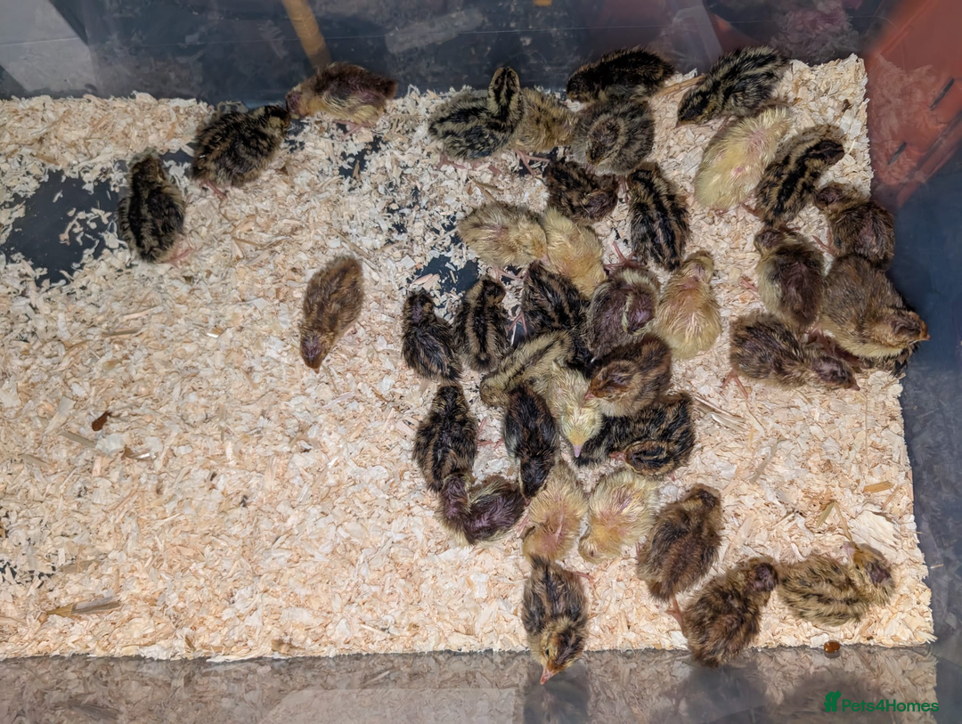 Chickens poultry for sale: chicks, quail chicks and pairs - Image 4