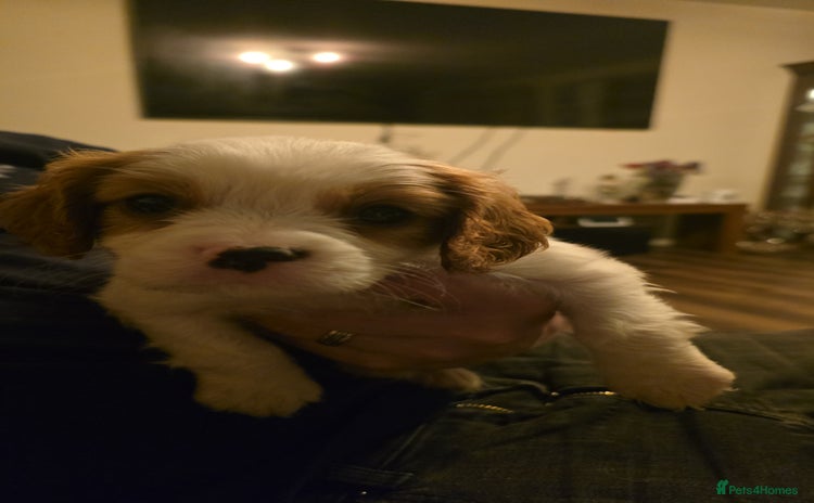 Cavalier King Charles Spaniel dogs Adorable Puppies only two left Looking for Homes! - Advert 9