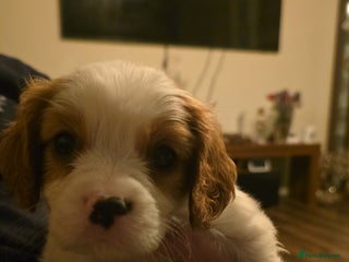 Cavalier King Charles Spaniel dogs Adorable Puppies only two left Looking for Homes! - Advert 18