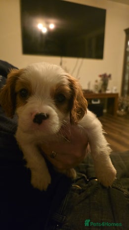 Cavalier King Charles Spaniel dogs Adorable Puppies only two left Looking for Homes! - Advert 9