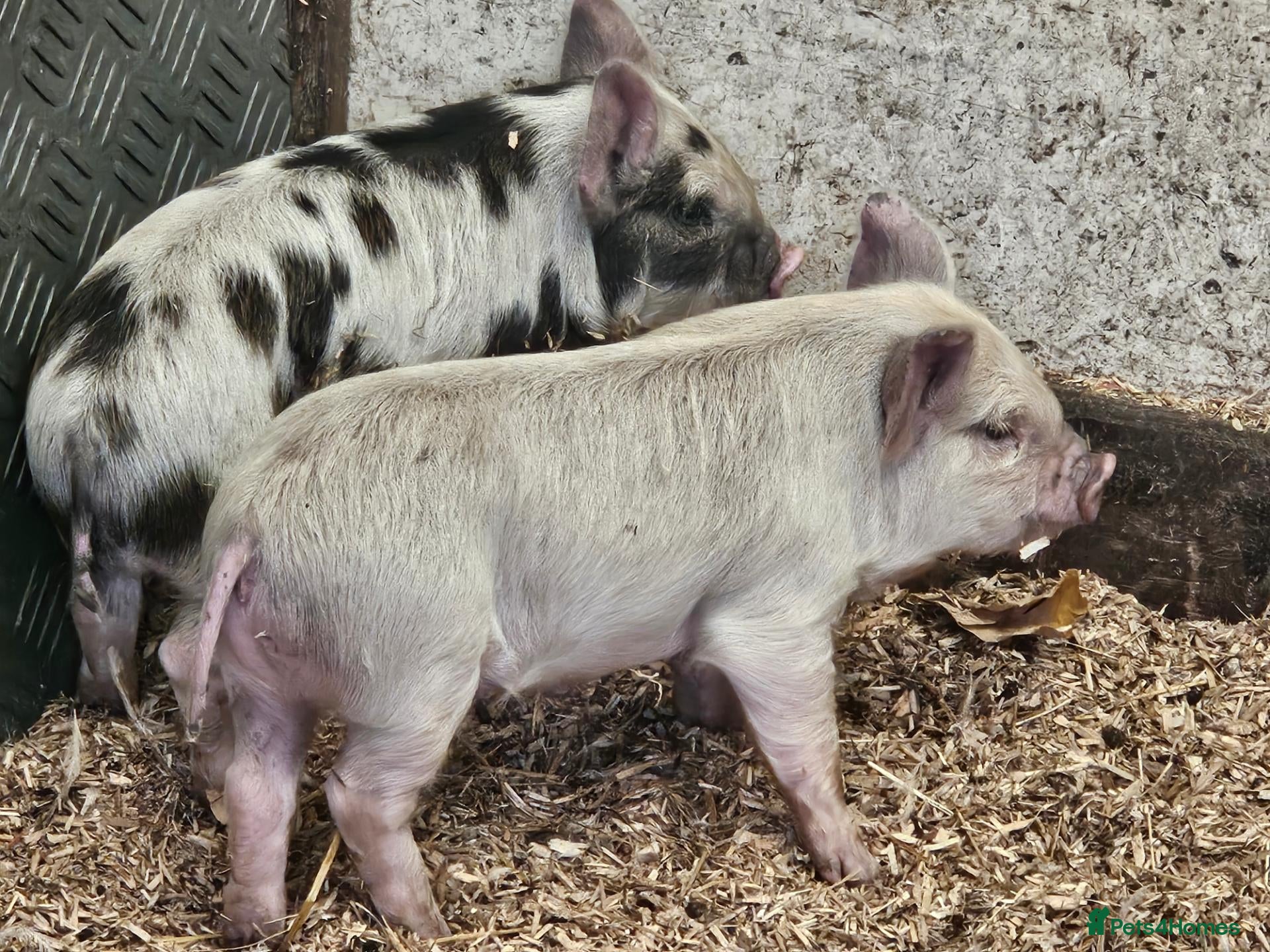 Pig livestock for sale: Kunekune full breed piglets  - Advert 2