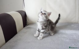 British Shorthair cats for sale: STUNNING British Shorthair Kittens Silver Tabbies - Image 23